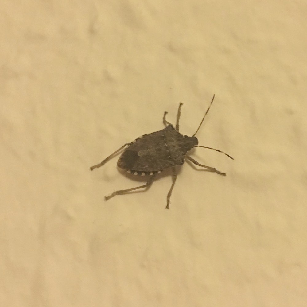 Bete Qui Pue Quand On L Ecrase Allô Entomologiste !? - Forum