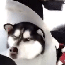 Un chien n'est pas content d'avoir passé la journée chez le vétérinaire -  Vidéo