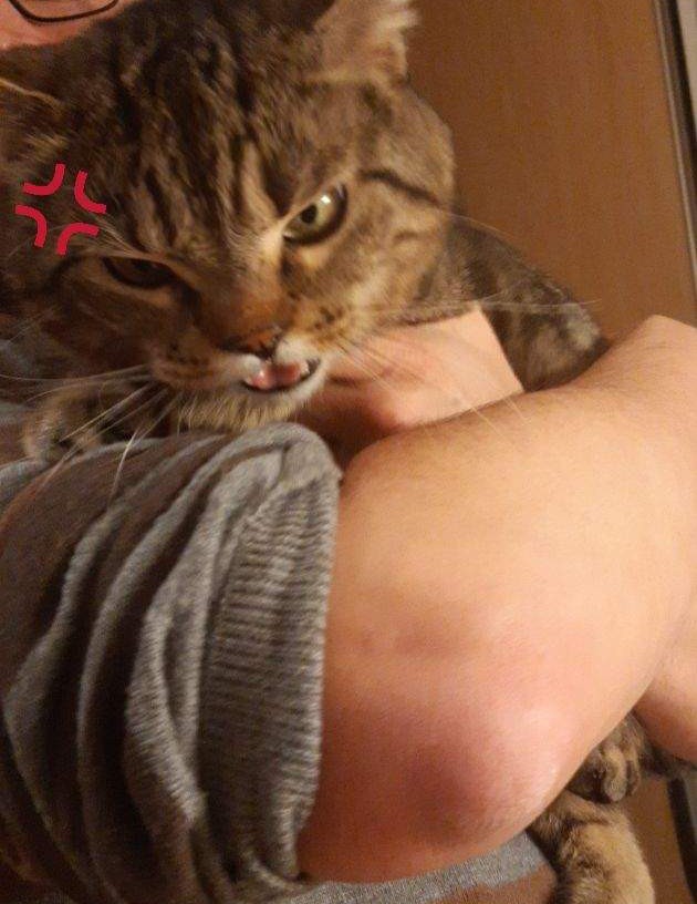 Un Chat Avec Un Filtre Angry Cat Sur Snapchat Video